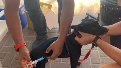 Photo of Feira proporciona adoção e vacinação antirrábica para animais em Maceió