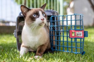 A população tem a oportunidade de acolher cães e gatos nas Feiras de Adoção. Foto: Ascom GGI Causa Animal